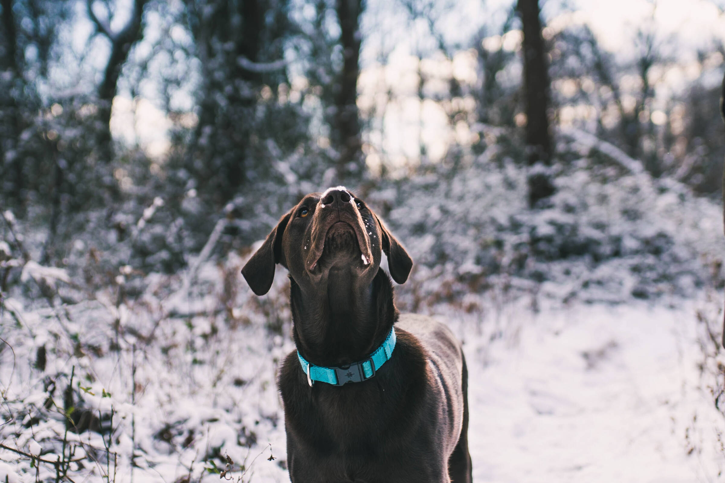 Haftpflicht für Hunde - Hund im schneebedeckten_Wald