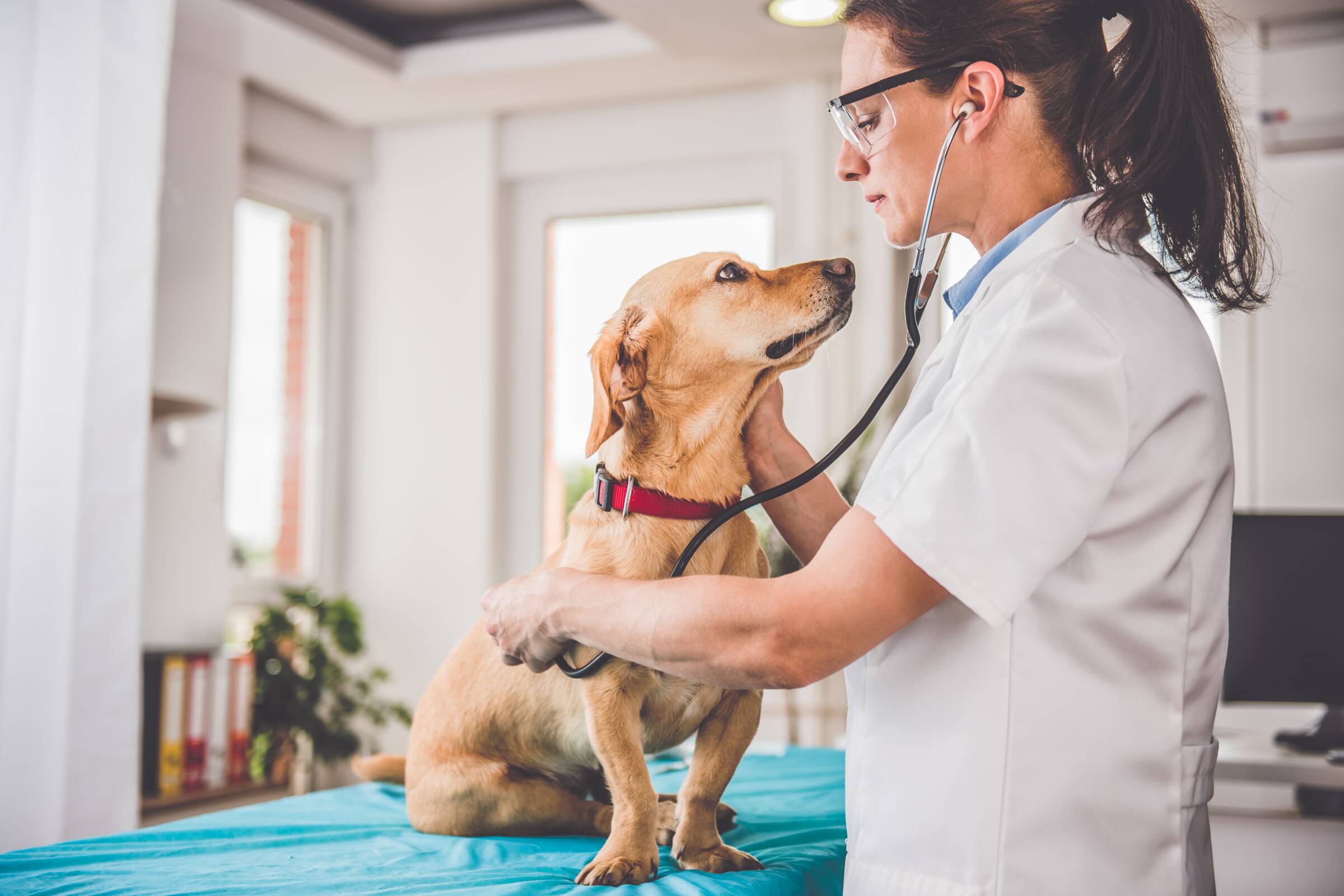 Hundekrankenversicherung - Tierärztin untersucht Hund