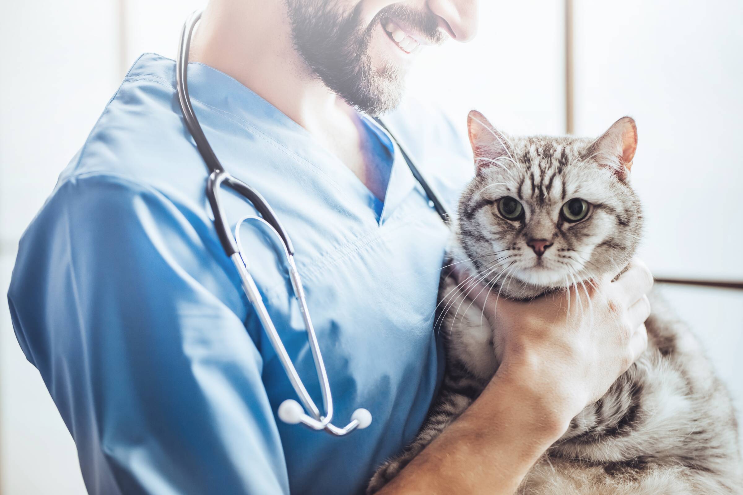 Katzenkrankenversicherung - Tierarzt krault Katze
