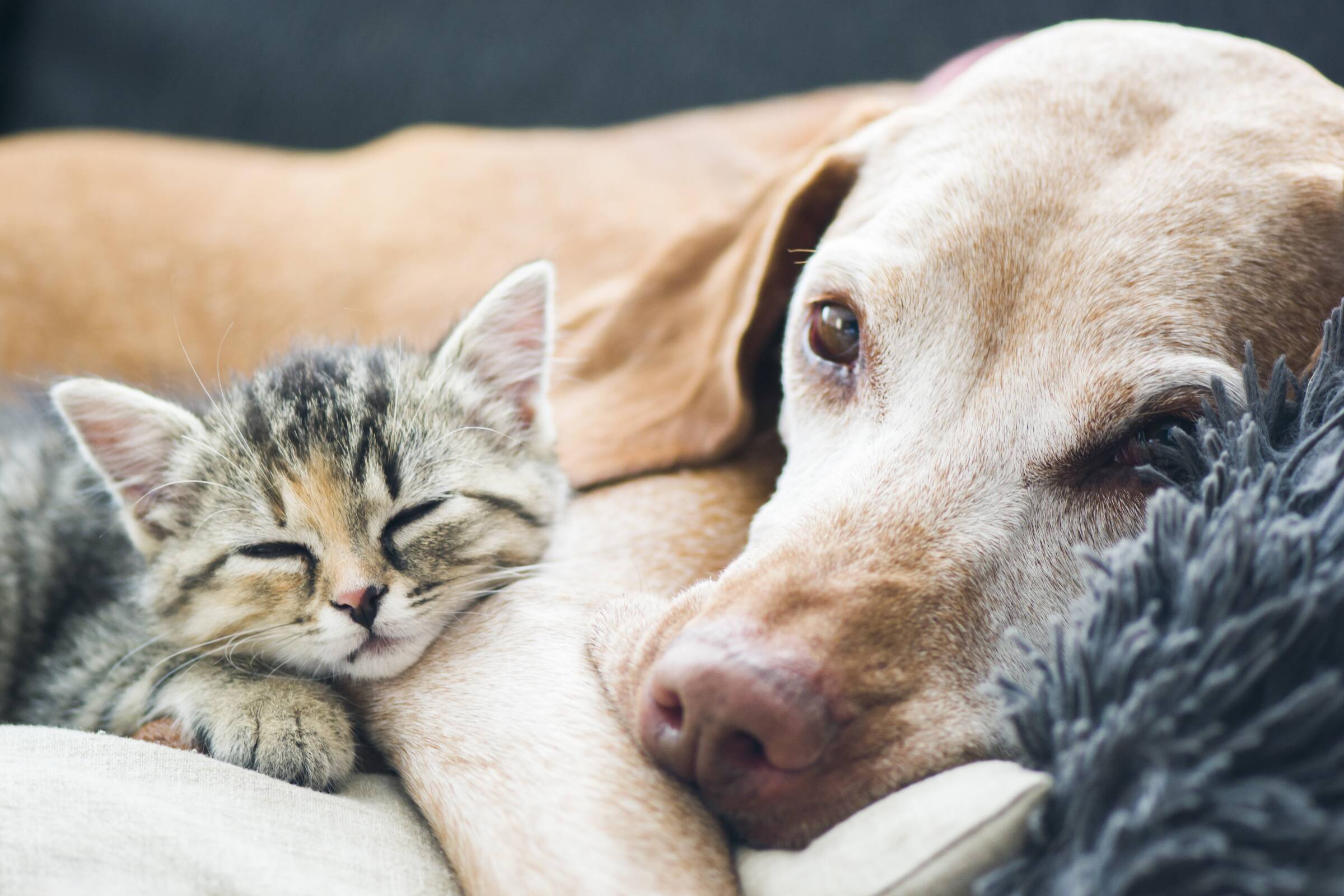 Tierversicherung - Hund mit schlafendem Kätzchen