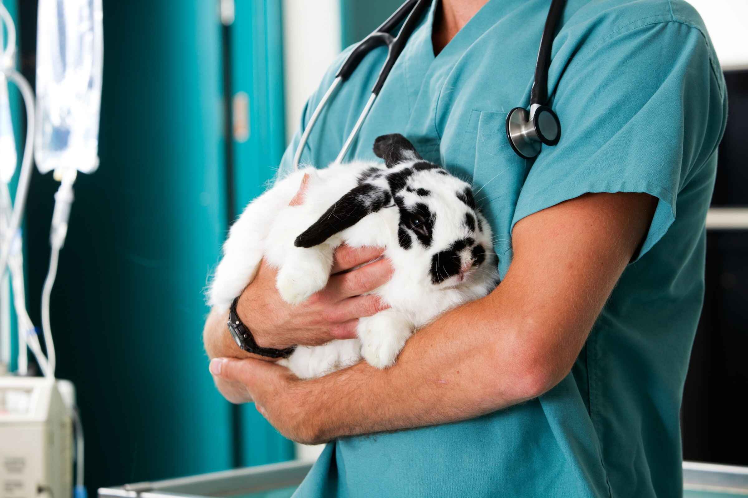 Kaninchenkrankenversicherung für Kaninchen - Tierarzt hält krankes Kaninchen
