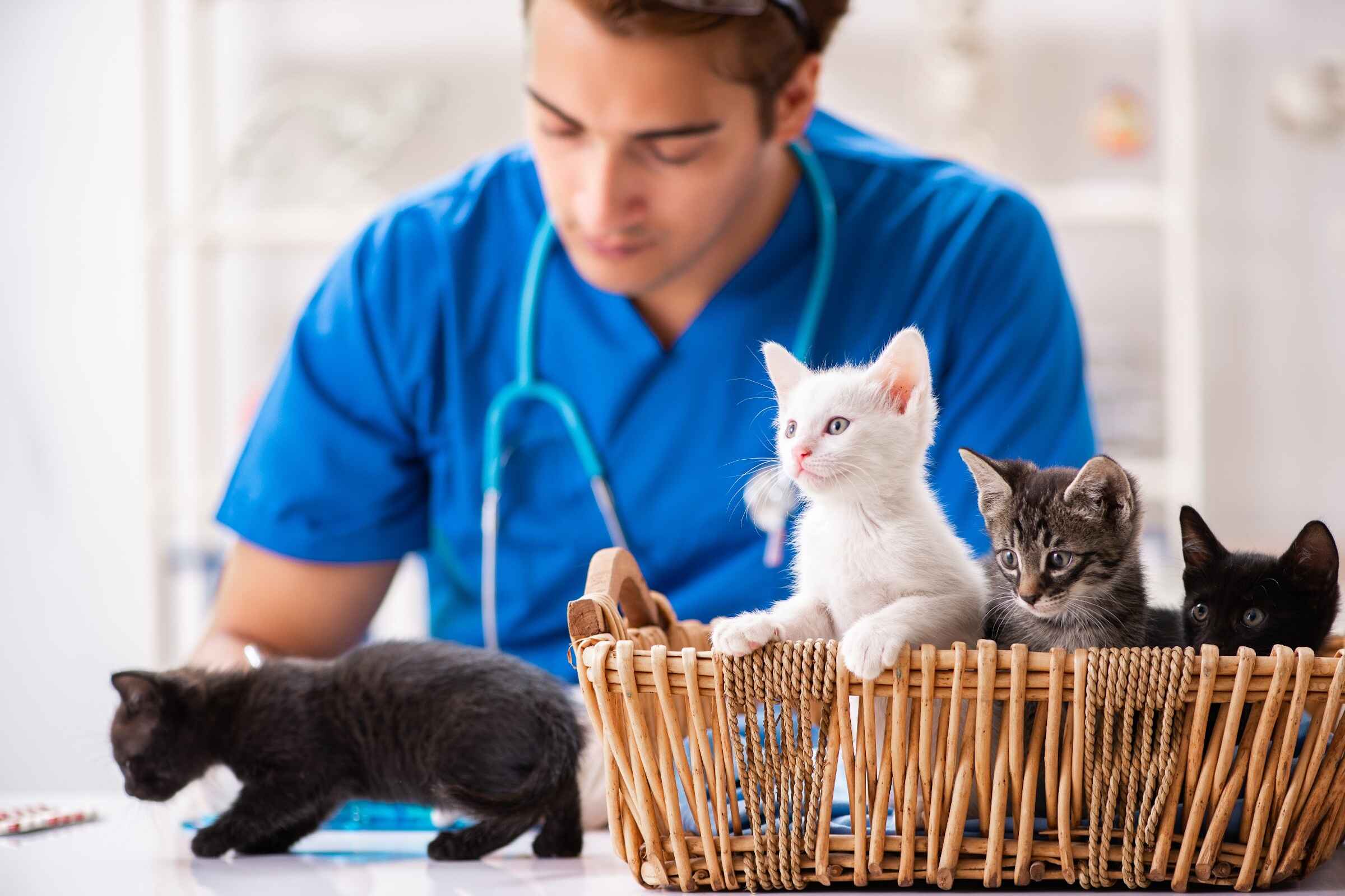 Katzenkrankenversicherung für Tierärzte - Tierarzt mit Kätzchen im Korb