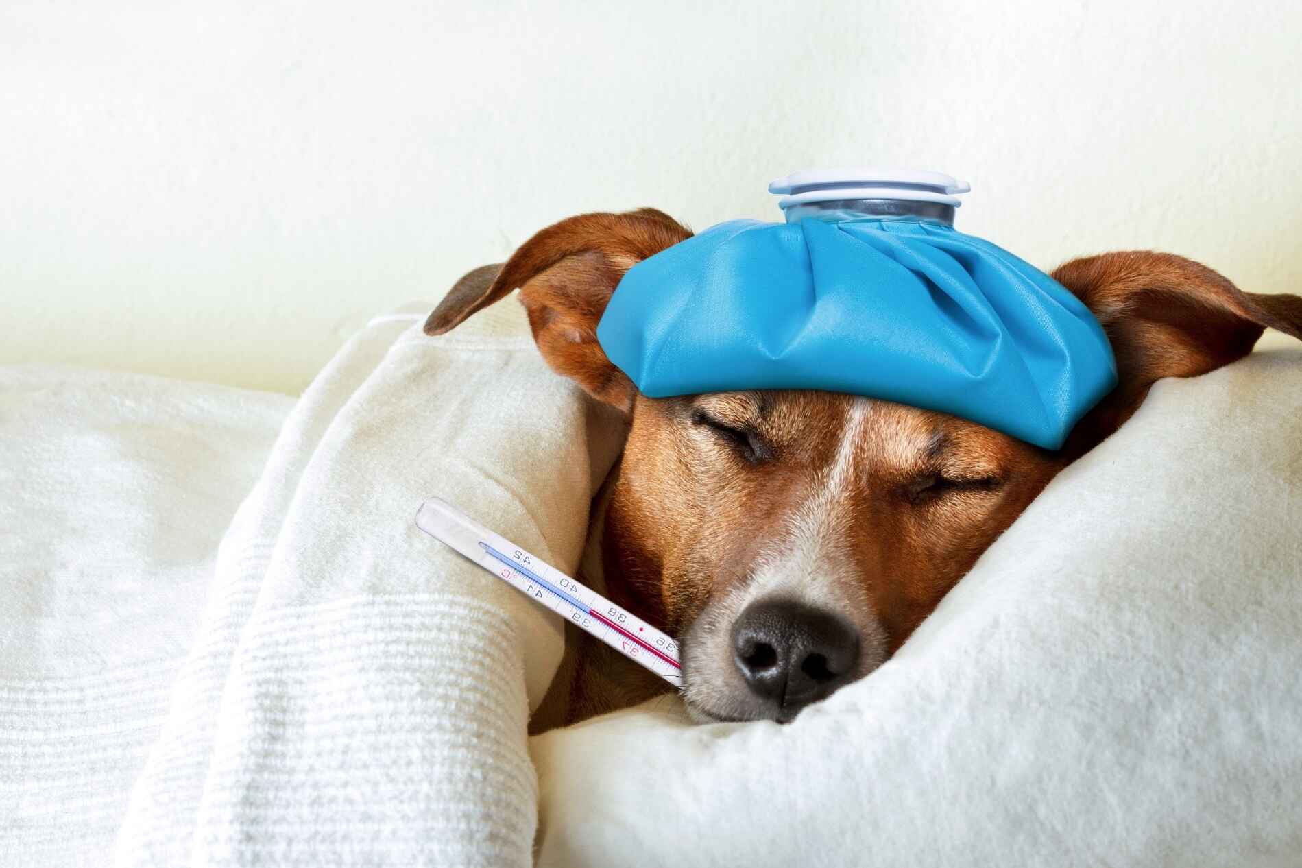 Hundekrankenversicherung für Tierärzte - Kranker Hund mit Fieberthermometer