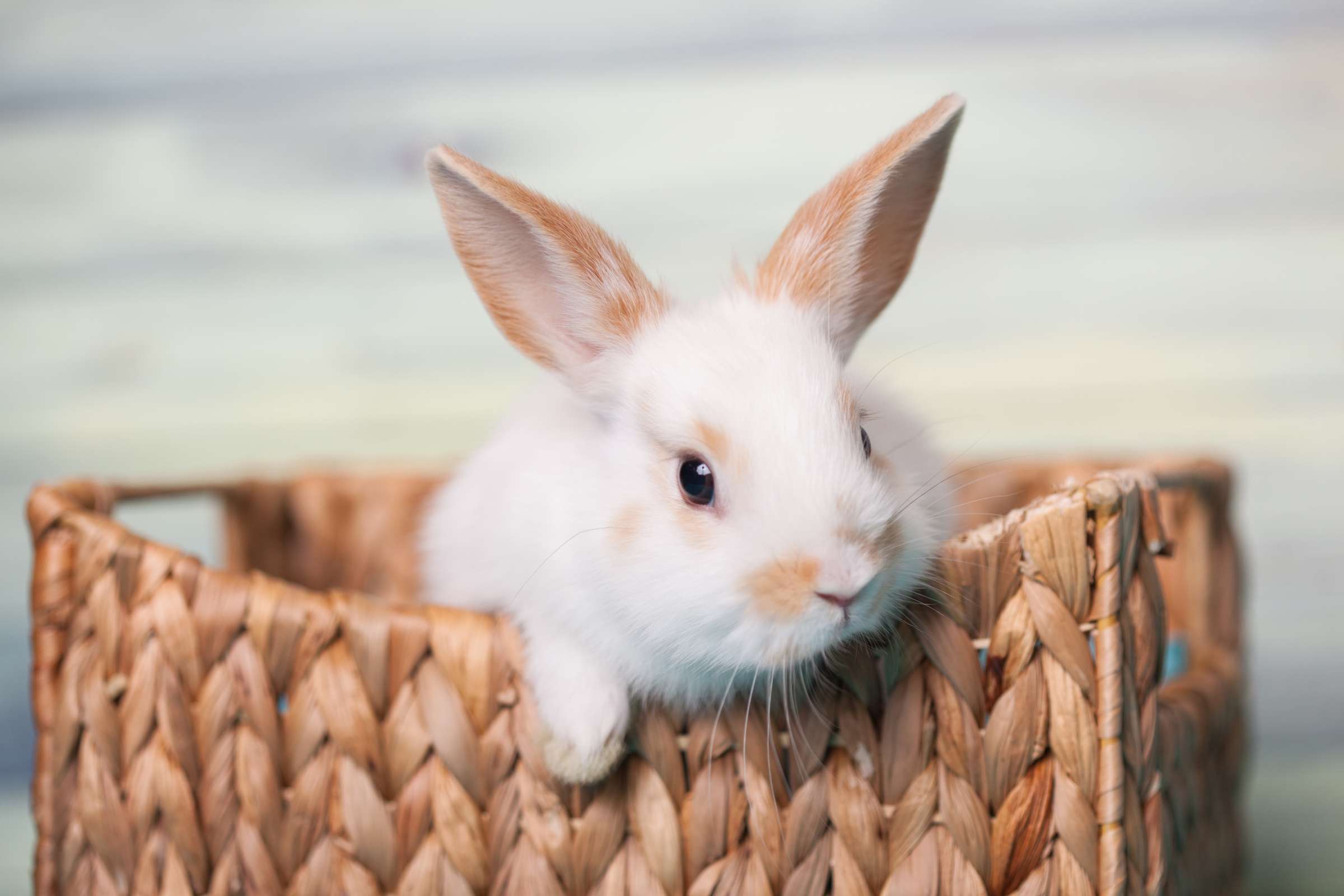 Tierkrankenversicherung - Kaninchen im Korb