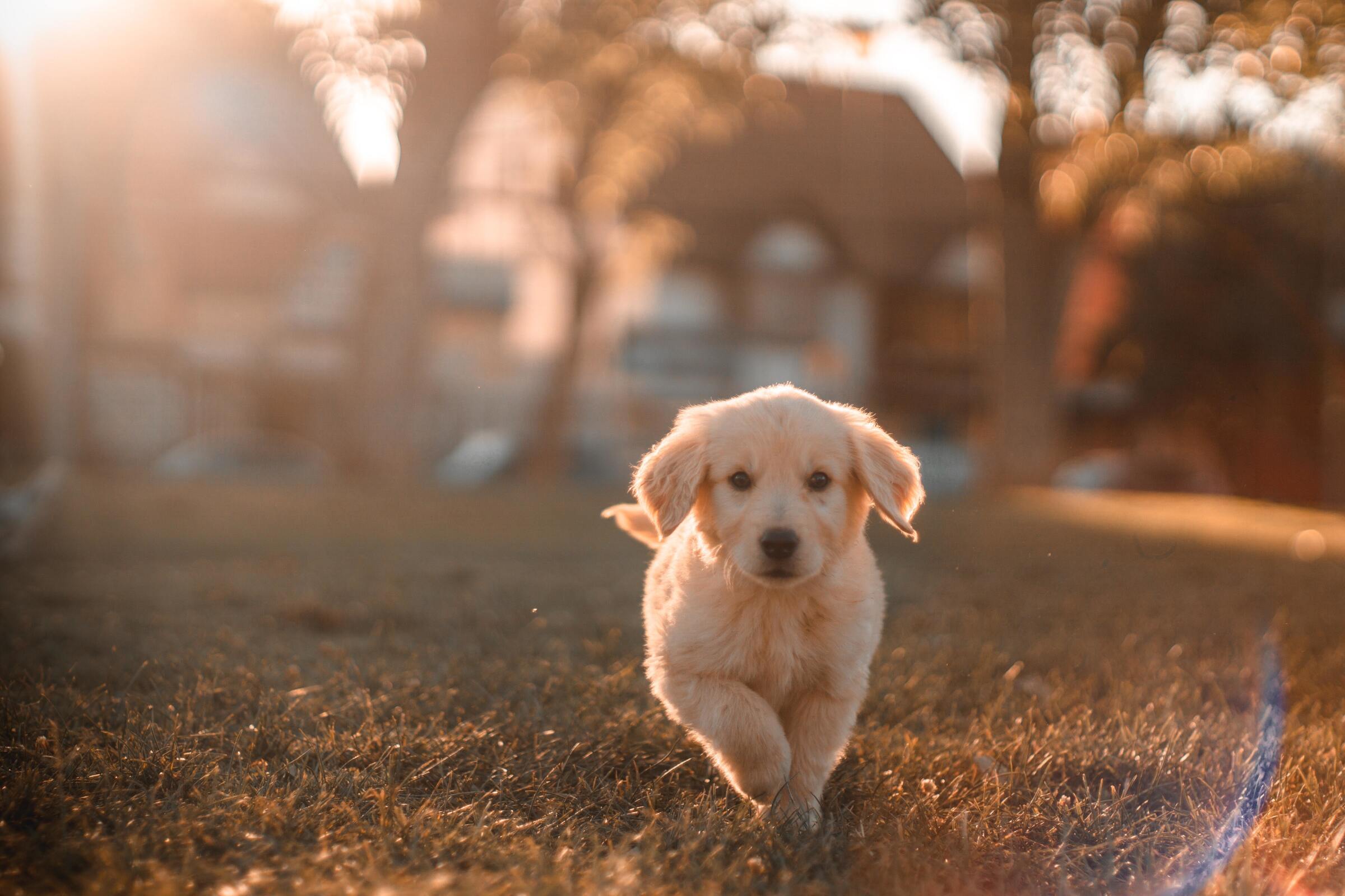 Züchterschutz für Hunde - Welpe rennt im Herbst auf einen zu